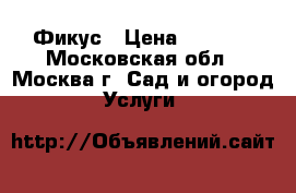 Фикус › Цена ­ 6 500 - Московская обл., Москва г. Сад и огород » Услуги   